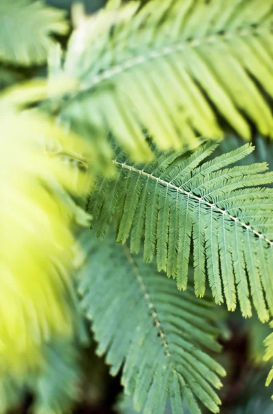 Foglia di felce primo piano — Foto Stock