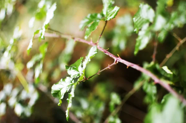 Bramble busken — Stockfoto