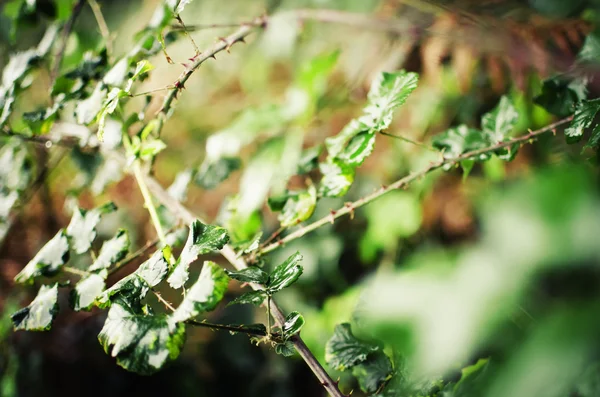 イバラの低木葉 — ストック写真