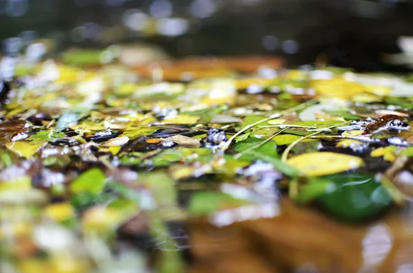 池の葉 — ストック写真