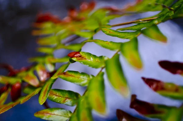 シダの葉のクローズアップ — ストック写真