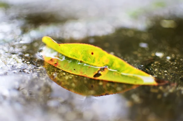 Herfst verlof om redenen van water — Stockfoto