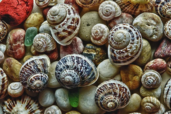 Variety sea shells — Stock Photo, Image