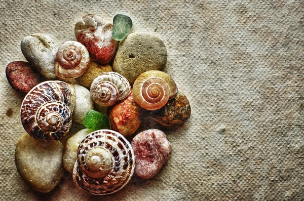 Verschiedene Muscheln — Stockfoto