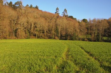 arka plan sonbahar yaprakları