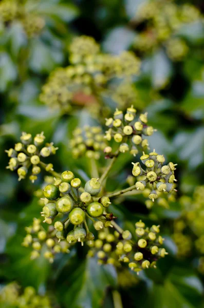 Leafcloseup liść paproci — Zdjęcie stockowe