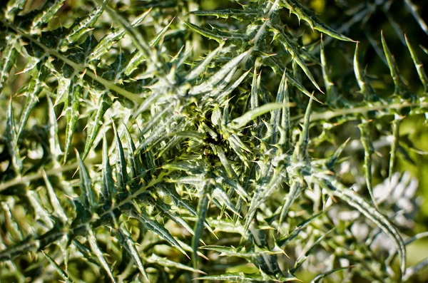 Fern yaprak closeup — Stok fotoğraf