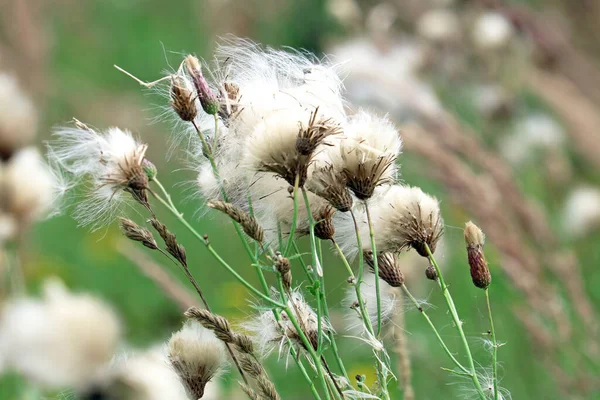 Güzel kır çiçekleri yakın plan