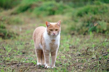 Kızıl kedi avlanmaya gitti.