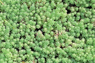 Bahçedeki güzel bitkiler