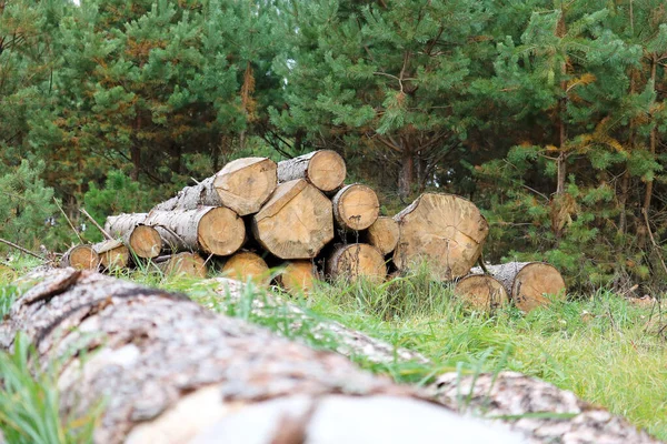 Збирання Деревини Лісопилки — стокове фото