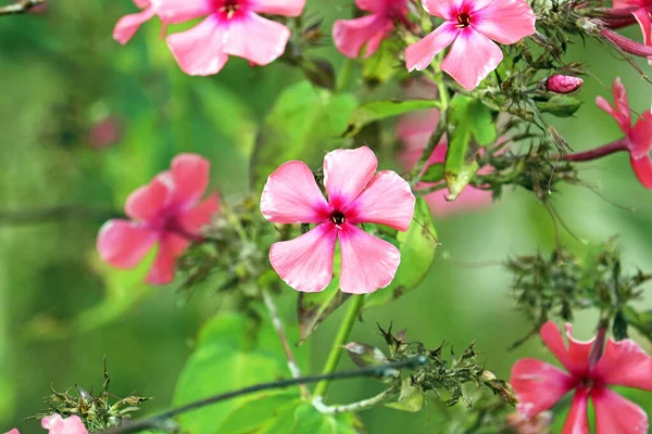 Güzel kır çiçekleri yakın plan