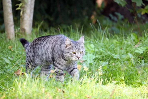 Vahşi kedi ormanda avlanıyor.