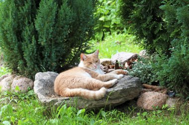 Kızıl kedi bahçede bir taşın üzerinde yatıyor.