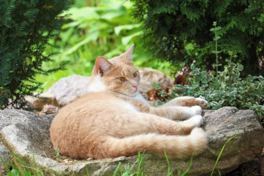 Kızıl kedi bahçede bir taşın üzerinde yatıyor.