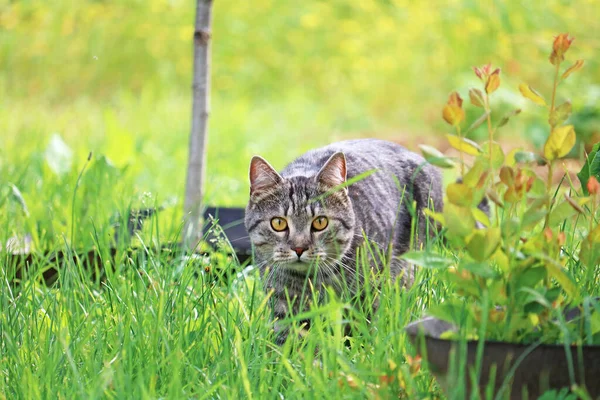 Όμορφη Γάτα Tabby Πόδια Στον Κήπο — Φωτογραφία Αρχείου