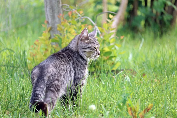 Όμορφη Γάτα Tabby Πόδια Στον Κήπο — Φωτογραφία Αρχείου