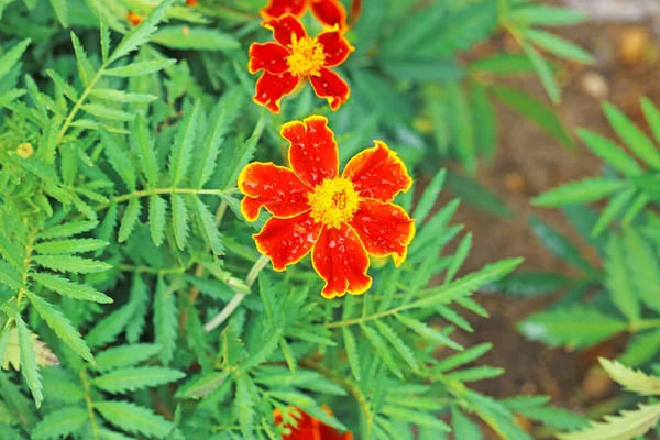 Marigolds Саду — стоковое фото