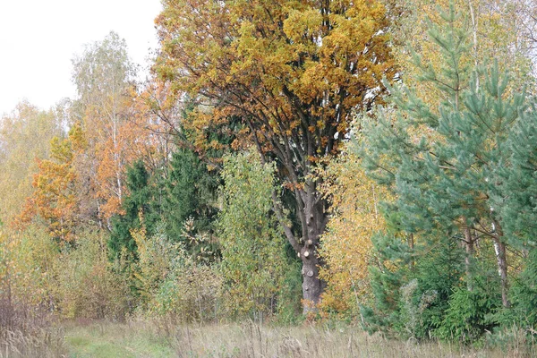Φθινόπωρο Στο Δάσος Εικόνα Αρχείου