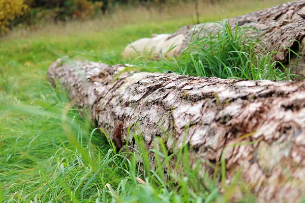 Kereste fabrikası için odun topluyorum.