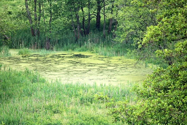 Sümpfe Wald — Stockfoto