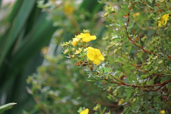 Güzel kır çiçekleri yakın plan