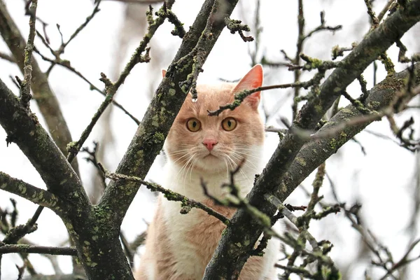 Ağaçtaki kızıl kedi