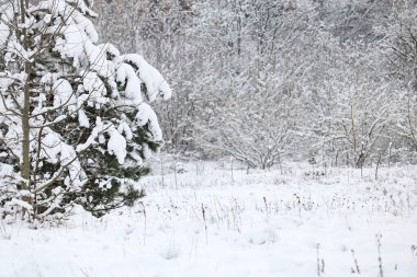 Ormanda karla kaplı ağaç dalları