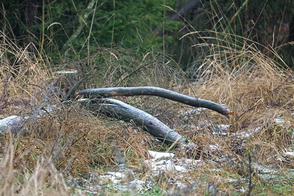 Totholz Kalten Winterwald — Stockfoto