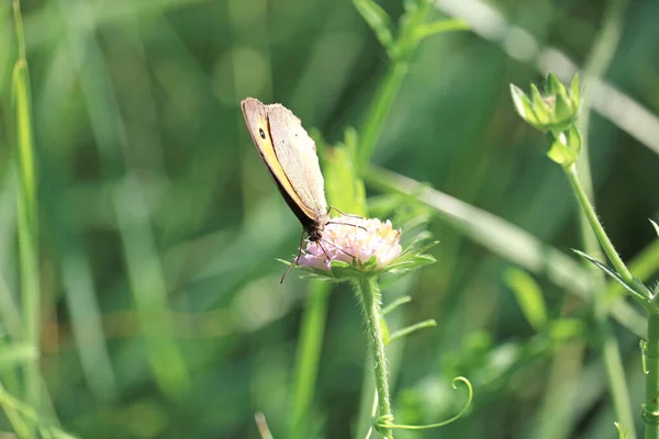 Güzel gri kelebek nektar toplar.
