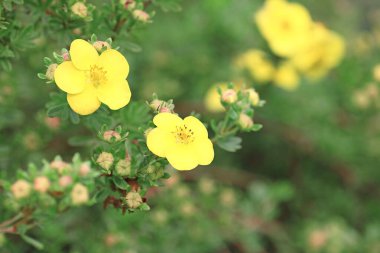 Güzel kır çiçekleri yakın plan