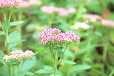 Güzel kır çiçekleri yakın plan