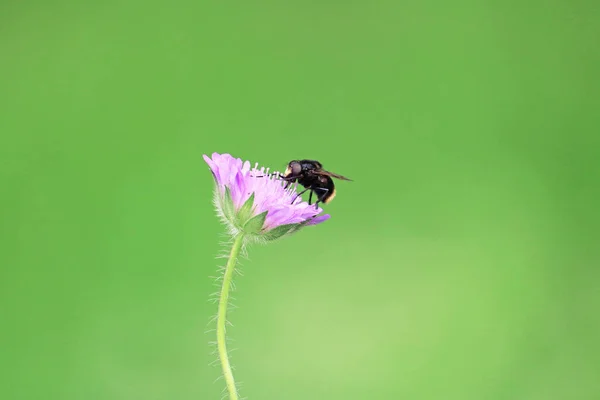 Μέλισσα Συλλέγει Νέκταρ Λουλουδιών Εικόνα Αρχείου