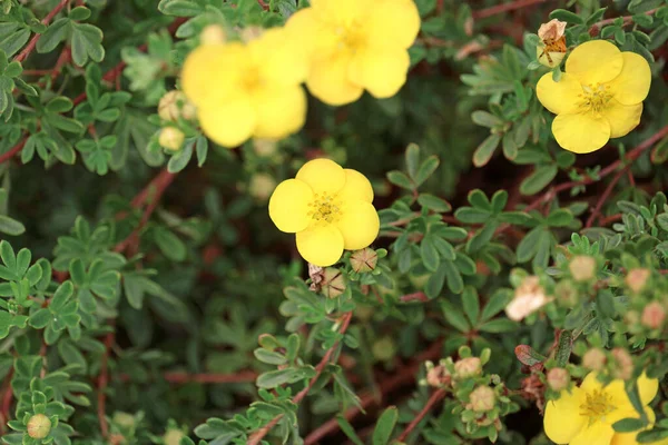 Güzel kır çiçekleri yakın plan
