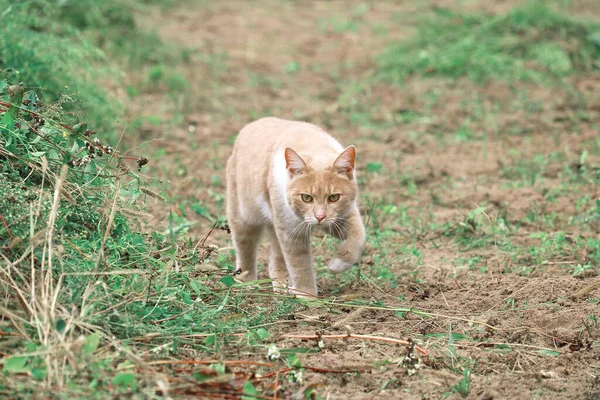 ginger cat went hunting