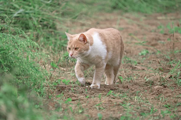 Kızıl kedi avlanmaya gitti.
