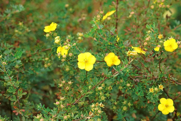 Hermosas Flores Silvestres Primer Plano — Foto de Stock