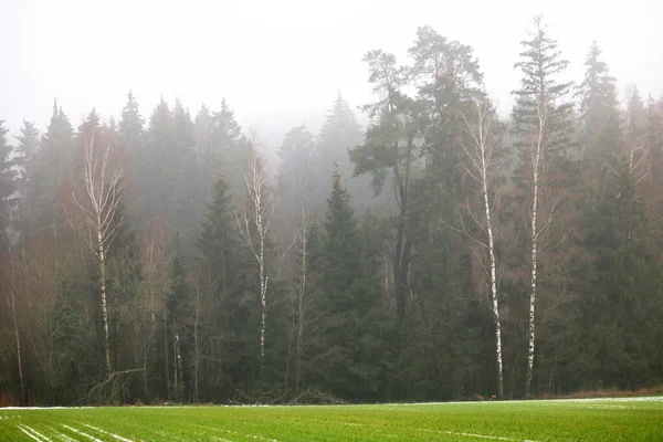 Kış ormanında sis