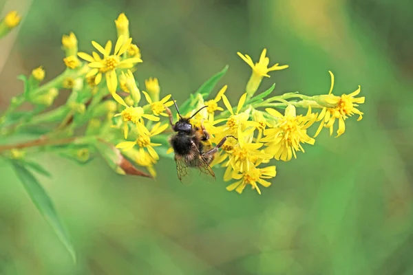 Yabanarısı çiçek nektarı toplar.