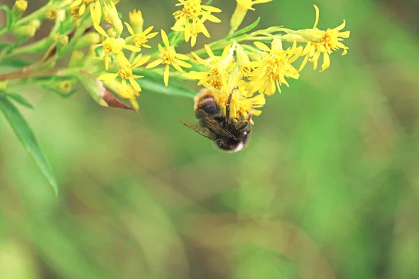 Yabanarısı çiçek nektarı toplar.