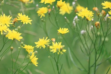 Güzel kır çiçekleri yakın plan