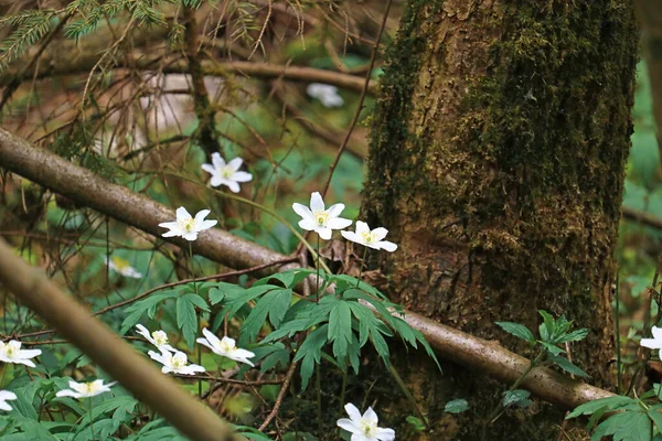 Ormanda ilkbaharın başlarında güzel kar damlaları