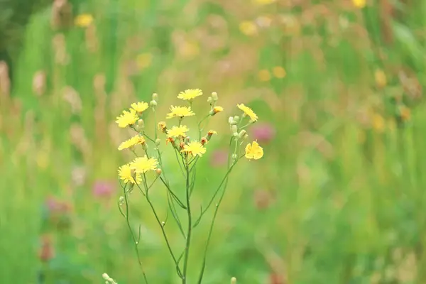 Güzel kır çiçekleri yakın plan