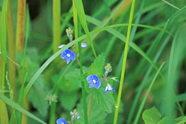 Güzel kır çiçekleri yakın plan