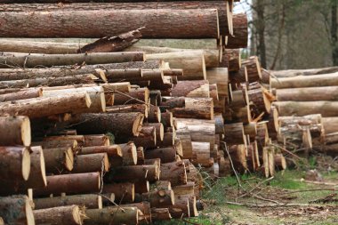 Kereste fabrikası için odun topluyorum.