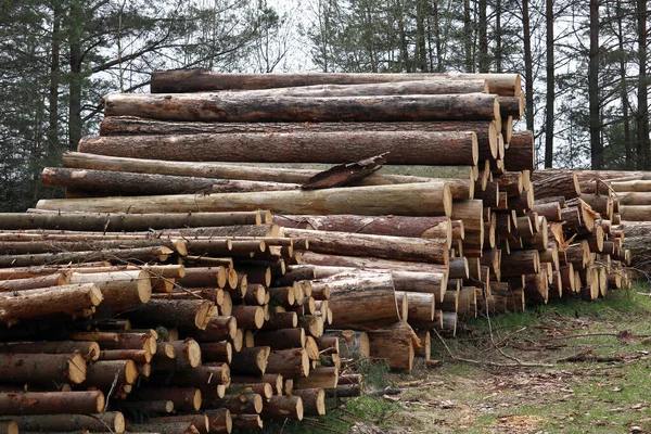 Cosecha Madera Para Aserradero — Foto de Stock