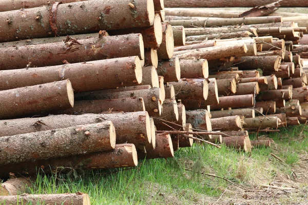 Holzernte Für Das Sägewerk — Stockfoto