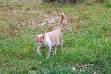 Kızıl kedi avlanmaya gitti.