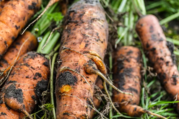 Fresh Carrots — Stock Photo, Image