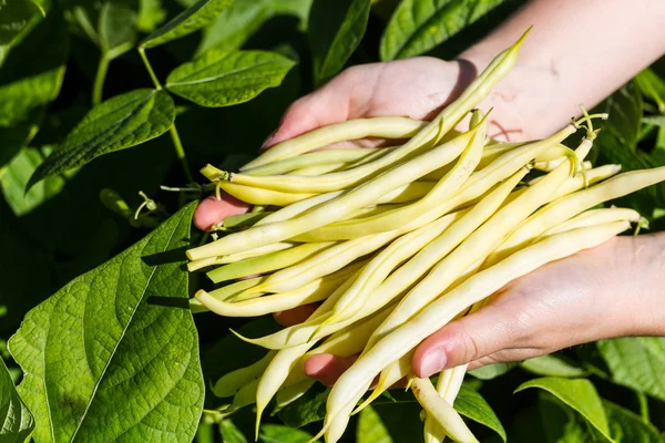 Picken gele sprout bonen op een veld — Stockfoto